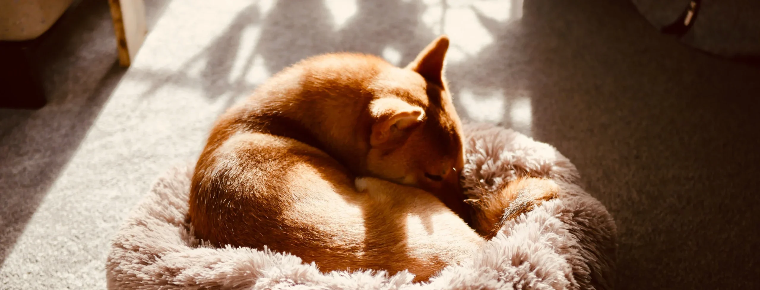 dog sleeping on its bed